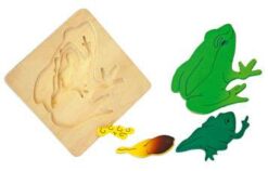 Life Cycle of a Frog