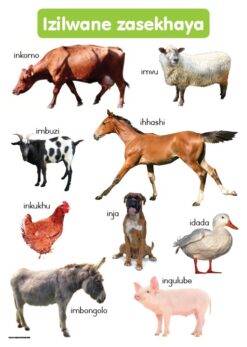 CHART: MASIHAMBISANE IBANGA R: IZILWANE ZASEKHAYA A2