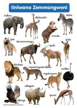 CHART: HAND IN HAND GRADE R (NDEBELE) IINLWANA ZEMMAN A2