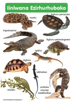 CHART: HAND IN HAND GRADE R (NDEBELE) IINLWANA EZIRHU.A2