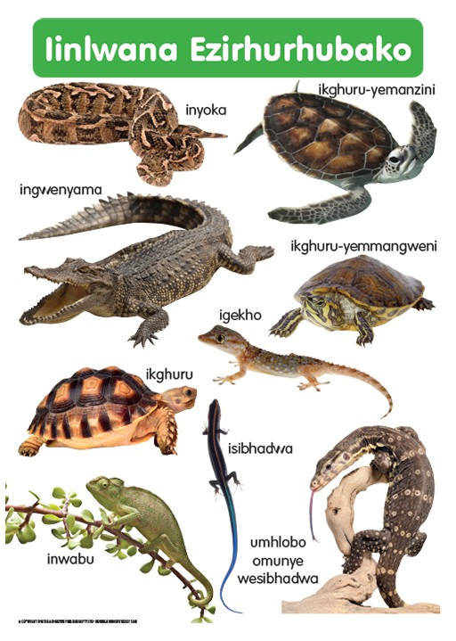CHART: HAND IN HAND GRADE R (NDEBELE) IINLWANA EZIRHU.A2