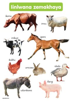 CHART: HAND IN HAND GRADE R (NDEBELE) IINLWANAZEKHAYA A2