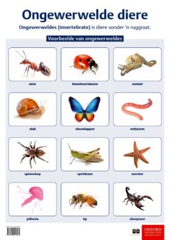 Poster: Natuurwetenskappe en Tegnologie – Ongewerweldes