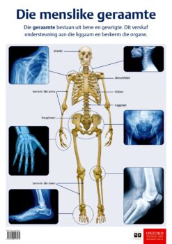 Poster: Natuurwetenskappe en Tegnologie – Die menslike geraamte