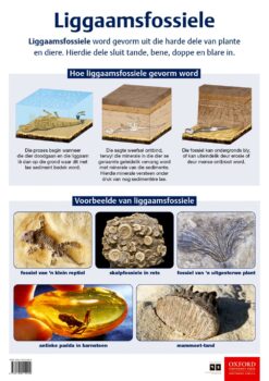 Poster: Natuurwetenskappe en Tegnologie – Liggaamfossiele