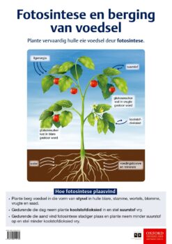 Poster: Natuurwetenskappe en Tegnologie – Fotosintese en berging van voedsel