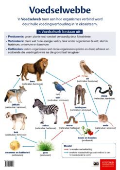 Poster: Natuurwetenskappe en Tegnologie – Voedselwebbe