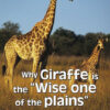 BUSH ZONE READER 11 - WHY GIRAFFE IS THE WISE ONE OF THE ...