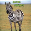 BUSH ZONE READER 1 - HOW ZEBRA GOT ITS STRIPES