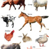 CHART: SHUTERS HAND IN HAND GR R: FARM ANIMALS A2
