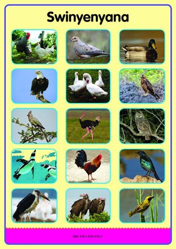 Tinhlamula Ta Hinkwaswo Xitsonga Giredi R Poster: Swikokovi