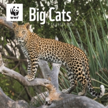 Wwf Big Cats Square Wall Calendar 2026 - 9781529829884