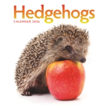 Hedgehogs Square Wall Calendar 2026 - 9781529830293
