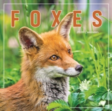 Foxes Square Wall Calendar 2026 - 9781529847857