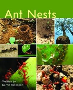 Flying Start Ant Nests L5
