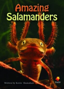 Flying Start Amazing Salamander L25