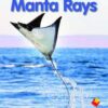 Flying Start Manta Rays L12