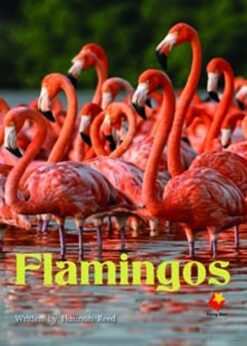 Flying Start Flamingos L16