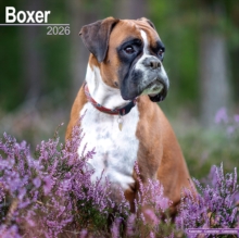 Boxer (Euro) Calendar 2026 Square Dog Breed Wall Calendar - 16 Month - 9781804606209