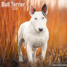 Bull Terrier Calendar 2026  Square Dog Breed Wall Calendar - 16 Month - 9781804606223