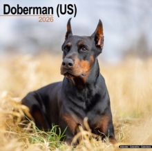 Doberman (Us) Calendar 2026  Square Dog Breed Wall Calendar - 16 Month - 9781804606377