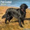 Flatcoated Retriever Calendar 2026  Square Dog Breed Wall Calendar - 16 Month - 9781804606421
