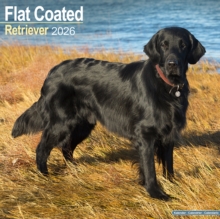 Flatcoated Retriever Calendar 2026  Square Dog Breed Wall Calendar - 16 Month - 9781804606421