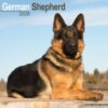 German Shepherd Calendar 2026  Square Dog Breed Wall Calendar - 16 Month