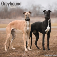 Greyhound Calendar 2026 Square Dog Breed Wall Calendar - 16 Month