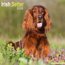 Irish Setter Calendar 2026 Square Dog Breed Wall Calendar - 16 Month - 9781804606537