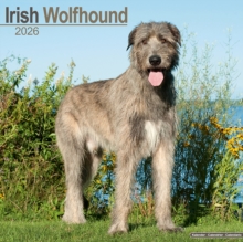 Irish Wolfhound Calendar 2026 Square Dog Breed Wall Calendar - 16 Month - 9781804606544