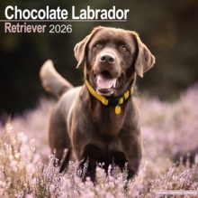 Chocolate Labrador Retriever Calendar 2026 Square Dog Breed Wall Calendar - 16 Month - 9781804606599