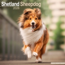 Shetland Sheepdog Calendar 2026  Square Dog Breed Wall Calendar - 16 Month - 9781804606889