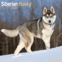 Siberian Husky Calendar 2026  Square Dog Breed Wall Calendar - 16 Month - 9781804606919