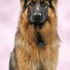 German Shepherd Slim Calendar 2026  Dog Breed Slimline Calendar - 12 Month - 9781804608043