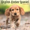 English Cocker Spaniel Puppies Square Mi