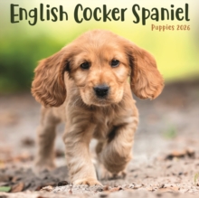 English Cocker Spaniel Puppies Square Mi