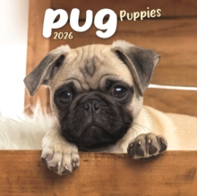 Pug Puppies Square Mini Calendar 2026 - 9781804608463