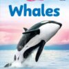 Beginners Whales