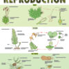 CHART: PLANT REPRODUCTION POSTER A2