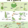 CHART: VOORPLANTING IN PLANTE A2