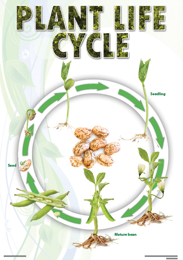 CHART: PLANT LIFE CYCLE (BEAN) A2 (FLAT)