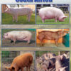 CHART: PIG BREEDS IN SOUTH AFRICA A2 (FLAT)