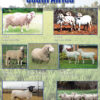 CHART: SHEEP BREEDS IN SOUTH AFRICA A2 (FLAT)